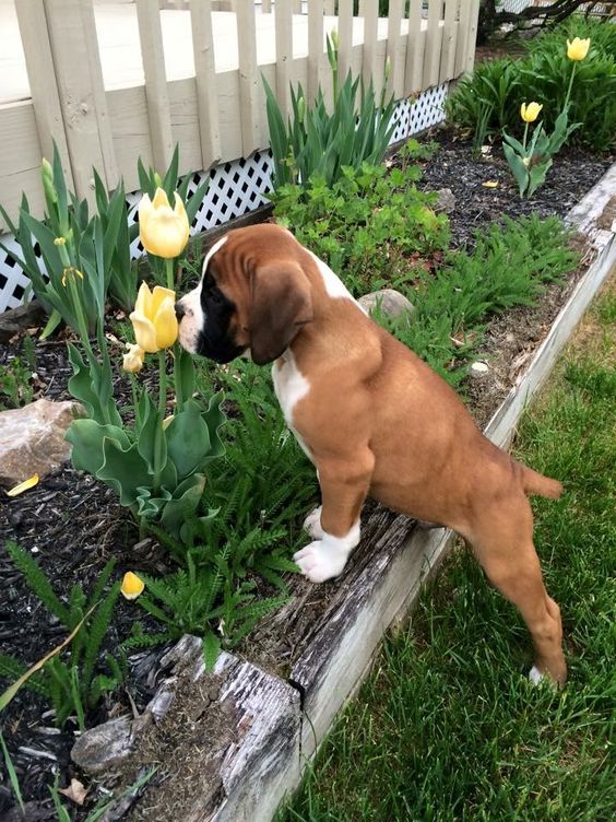 Puppy smelling the flowers